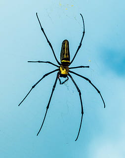 groc, negre, argiope spider, aranya, xarxa, tancar, invertebrat, insecte, temes d'animals, fauna animal, animals a la natura, un animal, animal, primer pla, artròpode, aràcnids, funció de construcció de parets, cap gent, naturalesa, dia, cames d’animal, blau, part del cos dels animals, a l'aire lliure, zoologia, 1080P, CC0, domini públic, lliure de regalies