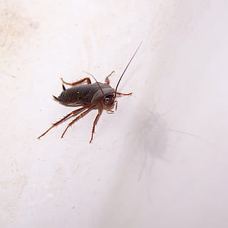 cucaracha americana marrón, cucaracha, parásito, insecto, asqueroso, alimañas, infestación, enfermedad, antena, invertebrado, temas de animales, animal, animales en la naturaleza, fauna animal, un animal, de cerca, nadie, zoología, día, adentro, vista de alto ángulo, pared - característica de la construcción, artrópodo, parte del cuerpo del animal, naturaleza, pierna animal, 1080P, CC0, dominio público, libre de derechos