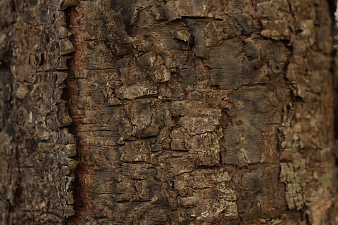 rough, old, súber, texture, default, tree, wood, surface, background, tree trunk, backgrounds, trunk, close-up, full frame, plant bark, textured, plant, brown, no people, nature, wood - material, outdoors, pattern, architecture, extreme close-up, history, natural pattern, textured effect, 1080P, CC0, public domain, royalty free