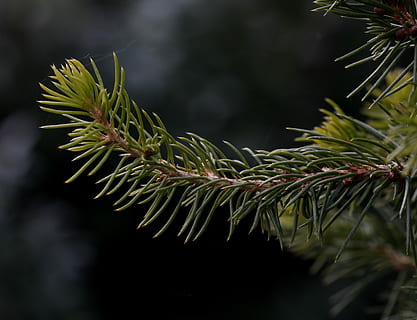 brad, conifère, casey, plante, arbre, pin, la nature, fermer, beauté dans la nature, aiguille - partie de la plante, pinaceae, personne, se concentrer sur le premier plan, branche, croissance, couleur verte, journée, mise au point sélective, en plein air, feuille, brindille, fête, sapin, 2K, CC0, domaine public, libre de droits