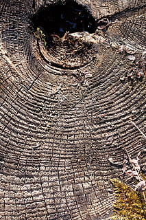 arbre, monstre de l'arbre, M'agrada, traces, resistent, anells anuals, naturalesa, planta, flora, silvicultura, fusta, molsa, llavors, textura, dia, cap gent, patró, primer pla, a l'aire lliure, marc complet, escorça, material de fusta, fons, aspre, vista d’angle alt, llum solar, creixement, patró natural, anell d’arbre, fang, gra de fusta, 4K, CC0, domini públic, lliure de regalies