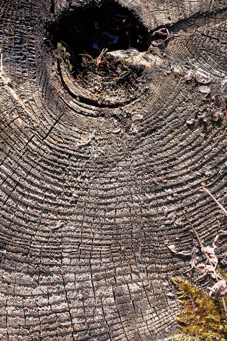 arbre, monstre de l'arbre, M'agrada, traces, resistent, anells anuals, naturalesa, planta, flora, silvicultura, fusta, molsa, llavors, textura, dia, cap gent, patró, primer pla, a l'aire lliure, marc complet, escorça, material de fusta, fons, aspre, vista d’angle alt, llum solar, creixement, patró natural, anell d’arbre, fang, gra de fusta, 4K