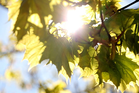 foto de primer pla, verd, fulles, sol, arbre, naturalesa, full, natural, llum, llum solar, deixa fons, fullatge, estiu, planta, bellesa a la natura, part de la planta, creixement, cap gent, dia, enfocament selectiu, primer pla, frescor, raig de sol, a l'aire lliure, retroil·luminat, flare de la lent, branca, vista d’angle baix, tranquil·litat, brillant, lluminós, 5K, CC0, domini públic, lliure de regalies