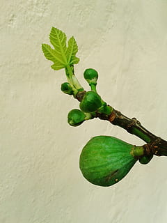 frugt, figner, figenblad, fig, ægte fignet, blad, afgrøde, grøn, have, plante, figen træ, frugter, figen blade, mad, lækker, sød, tropisk frugt, spise, ernæring, grøn farve, mad og drikke, studio skud, friskhed, sund kost, plante del, vækst, murbygningsfunktion, tæt på, natur, ingen mennesker, dag, udendørs, skønhed i naturen, velvære, afdeling, plantestamme, 2K, CC0, offentligt domæne, royaltyfrie