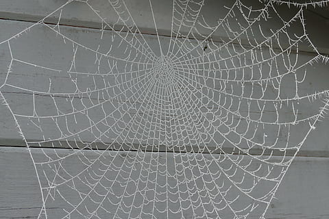 vinter, kold, is, vinterlige, frost, rimfrost, Frosset, edderkop, spindelvæv, netværk, edderkoppespind, mønster, tæt på, ingen mennesker, skrøbelighed, revnet, fuld ramme, baggrunde, sårbarhed, tekstureret, naturligt mønster, beskadiget, natur, forviklinger, udendørs, fokus på forgrunden, dag, kompleksitet, bygget struktur, 5K, CC0, offentligt domæne, royaltyfrie