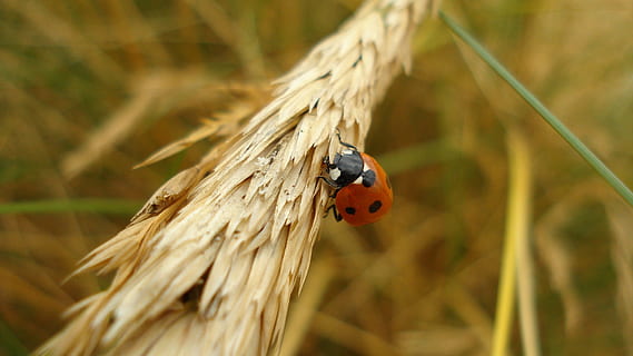 marihøne, insekt, Lukk, bille, natur, flaks, Lucky ladybug, syv-spot-mariefugl, makro, hvete, ute, dyreliv, virvelløse, dyre temaer, dyr, dyr i naturen, ett dyr, nærbilde, fokusere på forgrunnen, fikk øye på, anlegg, ingen folk, rød, utendørs, selektiv fokusering, dag, liten, 1080P, CC0, offentlig domene, opphavsrett gratis
