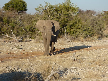 vida salvatge, elefant, namibia, planta, temes d'animals, animals a la natura, arbre, fauna animal, animal, mamífer, un animal, naturalesa, dia, vertebrats, safari, terra, cap gent, llum solar, camp, caminar, part del cos dels animals, elefant africà, a l'aire lliure, herbívors, tronc d’animals, 2K, CC0, domini públic, lliure de regalies