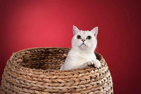 blanco, gato, dentro, marrón, cesta, mascotas, nacional, temas de animales, animales domesticos, un animal, animal, mamífero, Gato domestico, felino, retrato, gatito, mirando a la cámara, foto de estudio, animal joven, fondo de color, linda, rojo, sentado, nadie, bigotes, cabeza de animal, 5K, CC0, dominio público, libre de derechos