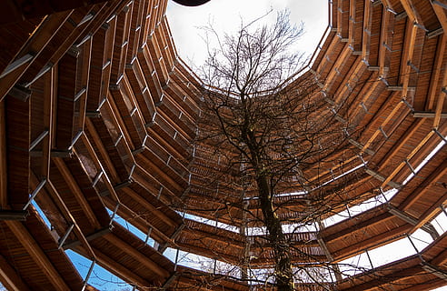 koku taka, treetop ceļš, platformu, mežs, koks, uzbūvēta struktūra, arhitektūra, ēkas ārpuse, kails koks, raksturs, dienā, debesis, nav cilvēku, augu, zems leņķa skats, jumts, ārā, brūna, koksne - materiāls, filiāle, ēka, miers, modeli, griesti, 4K, CC0, publiskais domēns, bez atlīdzības