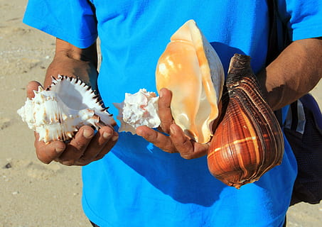 seashell, beach, sea, shell, vacation, summer, coast, conch, seaside, sell, holding, one person, midsection, real people, men, day, food and drink, casual clothing, blue, standing, sunlight, human hand, hand, nature, front view, food, lifestyles, outdoors, close-up, hungry, 1080P, CC0, public domain, royalty free