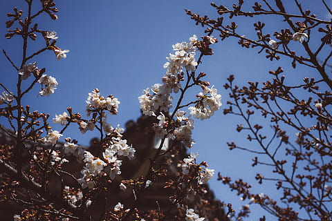 rama de sakura, rama, sakura, naturaleza, árbol, primavera, flor, cielo, azul, temporada, planta, al aire libre, cabeza de flor, flor de cerezo, belleza en la naturaleza, color rosa, pétalo, fragilidad, crecimiento, planta floreciendo, vulnerabilidad, frescura, vista de ángulo bajo, día, nadie, cielo limpio, Árbol de frutas, el color blanco, Cerezo, 4K, CC0, dominio público, libre de derechos