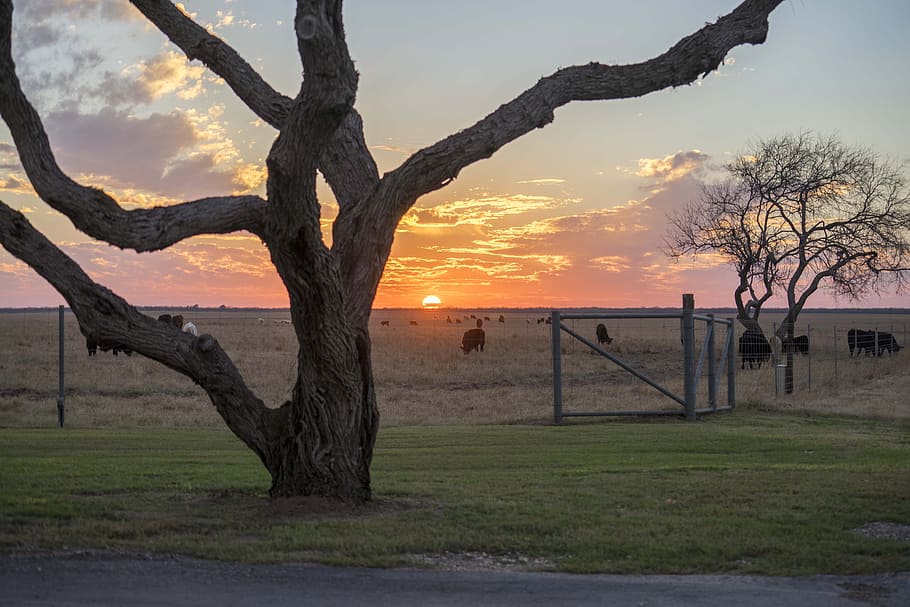 West Texas, ranxo, posta de sol, arbre, herba, naturalesa, cap gent, a l'aire lliure, escenics, planta, cel, tronc de l'arbre, tronc, escenics - natura, tranquil·litat, bellesa a la natura, escena tranquil·la, terra, camp, paisatge, branca, tanca, núvol - cel, creixement, 5K