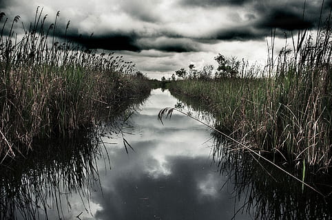 Swamp, Water, Clouds, swamp, water, reflection, lake, outdoors, nature, no people, cloud - sky, plant, sky, beauty in nature, tranquility, day, scenics - nature, growth, tree, grass, tranquil scene, non-urban scene, 1080P, CC0, public domain, royalty free