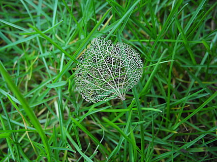 ark, rammeverk, natur, bestått, ark rammeverk, forgjengelighet, anlegg, nærbilde, gress, makro, grønn farge, botanikk, blad, vekst, felt, skjønnhet i naturen, høy vinkel visning, land, dag, ingen folk, sårbarhet, skjørhet, fokusere på forgrunnen, plante del, ro, selektiv fokusering, friskhet, kløver, 2K, CC0, offentlig domene, opphavsrett gratis