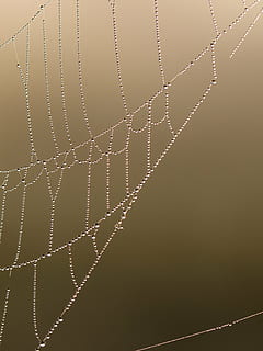 Netzwerk, Spinnennetz, morgentau, tropfen, Tautropfen, Morgentautropfen, Wassertropfen, Tröpfchen, Feuchtigkeit, Morgensonne, Schilf, Naturschutz, Natur, schließen, Makro, Filigran, Spinne, Tau, fallen, keine Leute, Nahansicht, Fokus auf den Vordergrund, Wasser, Muster, draußen, Vollbild, Zerbrechlichkeit, Schönheit in der Natur, Hintergründe, nass, Wandbau - Funktion, Sonnenuntergang, Tag, Kompliziertheit, 2K, CC0, gemeinfrei, lizenzfrei
