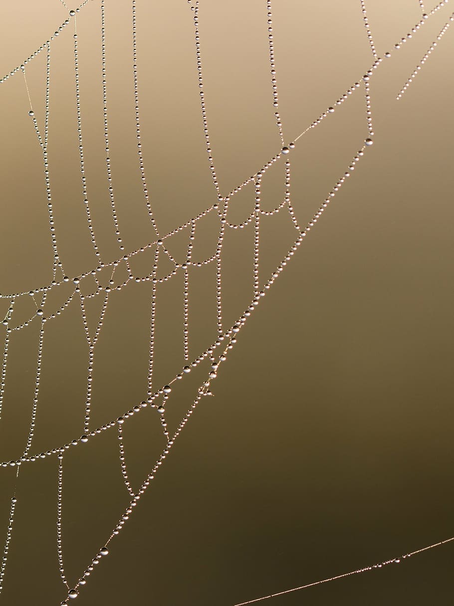 Netzwerk, Spinnennetz, morgentau, tropfen, Tautropfen, Morgentautropfen, Wassertropfen, Tröpfchen, Feuchtigkeit, Morgensonne, Schilf, Naturschutz, Natur, schließen, Makro, Filigran, Spinne, Tau, fallen, keine Leute, Nahansicht, Fokus auf den Vordergrund, Wasser, Muster, draußen, Vollbild, Zerbrechlichkeit, Schönheit in der Natur, Hintergründe, nass, Wandbau - Funktion, Sonnenuntergang, Tag, Kompliziertheit, 2K