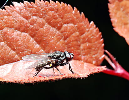 Mucha, makro, insekt, blad, have, butterfly, plante, tæt på, zoom, hvirvelløse, dyr, dyreliv, et dyr, dyr i naturen, dyre temaer, ingen mennesker, dyrefløj, natur, fokus på forgrunden, flyve, udendørs, sort baggrund, selektiv fokusering, zoologi, dag, friskhed, 2K, CC0, offentligt domæne, royaltyfrie