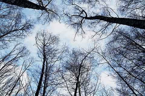 cel, bosc, arbres, hivern, alt, buscant, boscos, arbre, vista d’angle baix, arbre nu, branca, planta, tranquil·litat, naturalesa, cap gent, bellesa a la natura, dia, núvol - cel, tronc, tronc de l'arbre, a l'aire lliure, creixement, escenics - natura, escena tranquil·la, terra, copa de l'arbre, directament a sota, 4K, CC0, domini públic, lliure de regalies
