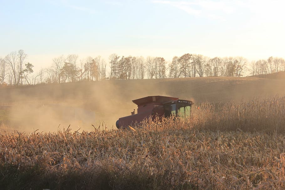 majs, efterår, majs picker, landbrug, natur, landlige scene, udendørs, gård, plante, jord, Mark, træ, himmel, skønhed i naturen, tåge, dyre temaer, en person, dyr, ro, pattedyr, landskab, græs, ikke-urbane scene, rolig scene, miljø, stående, 2K