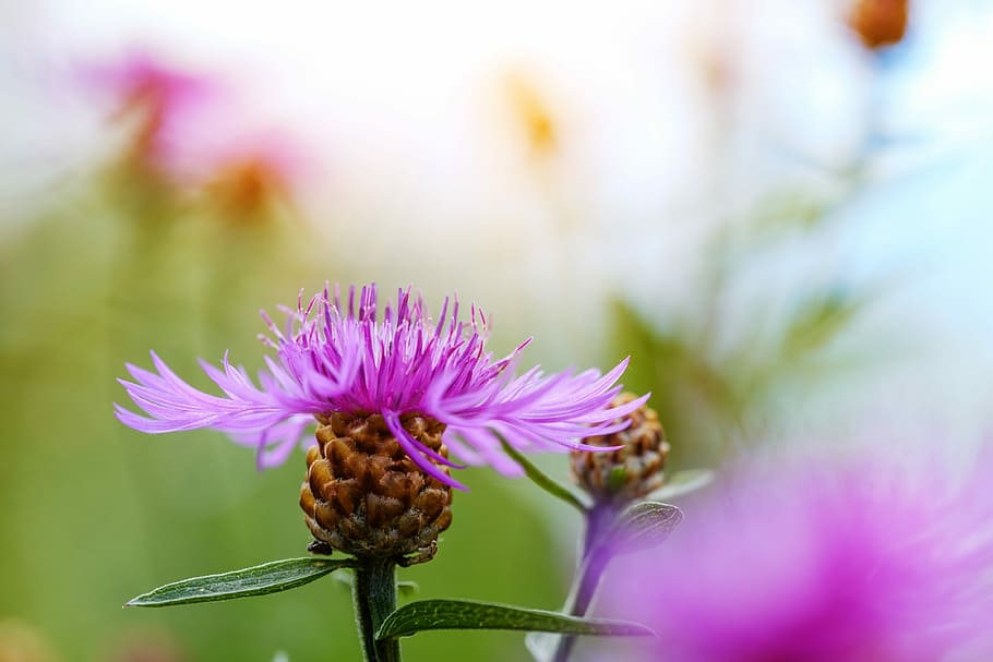 blauet, composites, asteràcies, centaurea cyanus, zyane, cyanus, herba herbàcia, mala herba, flor, planta amb flors, bellesa a la natura, planta, frescor, fragilitat, primer pla, cap de flor, pètal, creixement, vulnerabilitat, naturalesa, inflorescència, porpra, color rosa, enfocament selectiu, cap gent, centrar-se en primer pla, card, a l'aire lliure, primavera, pol·len, polinització, llit de flors, 4K