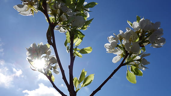 pero, pari, fiorire, albero, sole, natura, fiore, pianta, pianta fiorita, crescita, freschezza, bellezza nella natura, cielo, fragilità, vulnerabilità, primavera, parte vegetale, giorno, foglia, Inquadratura dal basso, luce del sole, ramo, avvicinamento, nessuno, all'aperto, testa di fiore, 2K, CC0, dominio pubblico, privo di copyright