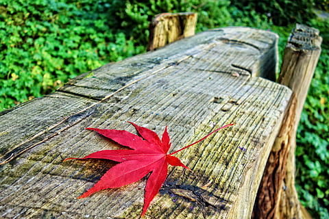 banco de log, Banco, folha, folha de outono, cores do outono, parque, jardim, madeira - material, parte da planta, plantar, vermelho, natureza, fechar-se, focar em primeiro plano, ninguém, dia, árvore, outono, ao ar livre, folha de Carvalho, visão de alto ângulo, mudança, texturizado, beleza na natureza, madeira, toco de árvore, latido, sai, condição natural, 4K, CC0, domínio público, royalty free