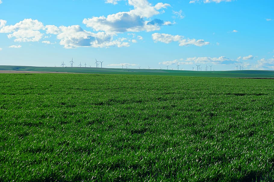 energia, molí de vent, energia eòlica, vent, poder, electricitat, medi ambient, renovable, verd, tecnologia, ambiental, granja, aerogeneradors, paisatge, sostenible, ecològic, Parc eòlic, alternativa, elèctric, energia neta, camp, agricultura, naturalesa, cap gent, cel, terra, planta, bellesa a la natura, color verd, tranquil·litat, escena tranquil·la, escenics - natura, núvol - cel, dia, escena rural, creixement, herba, horitzó, a l'aire lliure, plantació, 5K