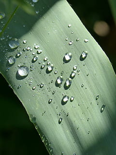 full, gotes, rocio, llum, humitat, tirar, humit, aigua, color verd, primer pla, gota de pluja, frescor, naturalesa, cap gent, bellesa a la natura, pluja, puresa, part de la planta, dia, fragilitat, planta, vulnerabilitat, a l'aire lliure, rosada, temporada de pluges, fulles, fulla d'herba, 2K, CC0, domini públic, lliure de regalies