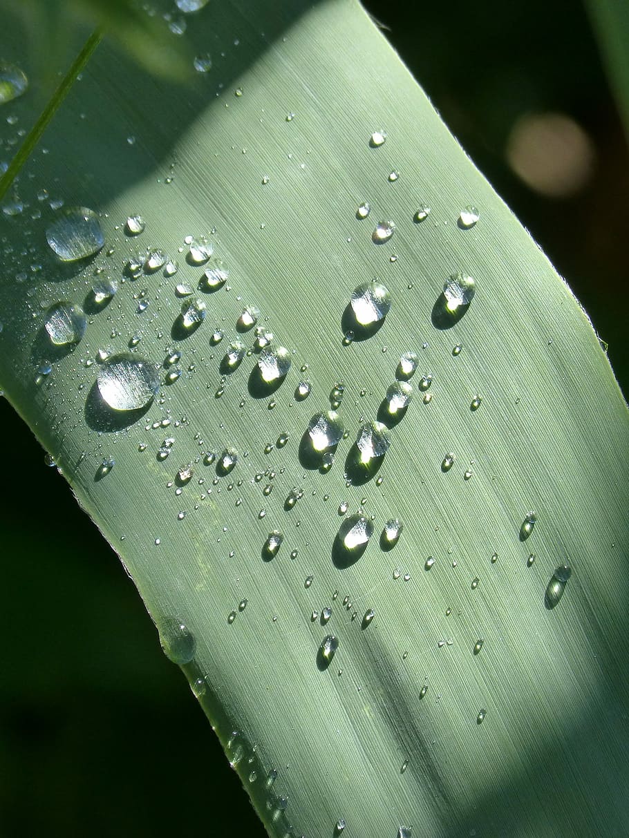 full, gotes, rocio, llum, humitat, tirar, humit, aigua, color verd, primer pla, gota de pluja, frescor, naturalesa, cap gent, bellesa a la natura, pluja, puresa, part de la planta, dia, fragilitat, planta, vulnerabilitat, a l'aire lliure, rosada, temporada de pluges, fulles, fulla d'herba, 2K