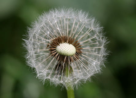 dente di leone, giù, fiore, primavera, giardino, piante, pianta fiorita, pianta, freschezza, avvicinamento, fragilità, vulnerabilità, bellezza nella natura, concentrarsi sulle conoscenze acquisite, crescita, testa di fiore, infiorescenza, natura, nessuno, semi di dente di leone, giorno, all'aperto, seme, morbidezza, 1080P, CC0, dominio pubblico, privo di copyright