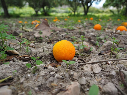 taronja, fruita, madur, inesperat, cítrics, saludable, vitamines, deliciós, menjar, color taronja, menjar i beguda, alimentació saludable, naturalesa, terra, camp, cap gent, dia, creixement, planta, full, enfocament selectiu, primer pla, frescor, part de la planta, centrar-se en primer pla, a l'aire lliure, 4K, CC0, domini públic, lliure de regalies