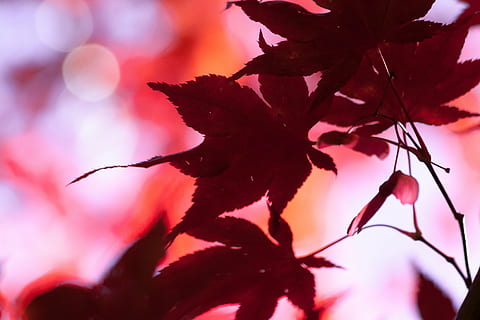 klon, jesień, liść, czerwony, odchodzi, kolorowanie, jasny, kolor upadku, kolorowy, Natura, bokeh, Japonia, żadnych ludzi, kwiat, kolor różowy, zbliżenie, kruchość, głowa kwiatu, wewnątrz, świeżość, roślina, piękno natury, wzrost, roślina kwitnąca, część rośliny, wrażliwość, drzewo, selektywne skupienie, Oddział, na dworze, skupić się na pierwszym planie, 4K, CC0, domena publiczna, darmowe zdjęcia