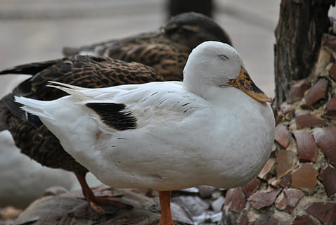 and, ænder, flygtig, makro, fugl, dyr i naturen, dyreliv, dyre temaer, hvirveldyr, dyr, fokus på forgrunden, natur, dag, fjerkræ, et dyr, tæt på, ingen mennesker, vand, udendørs, fuld længde, solid, strand, måge, 4K, CC0, offentligt domæne, royaltyfrie