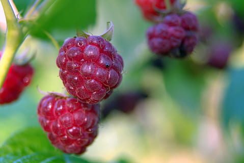 frambozen, rood, fruit, zoet, tuin-, Bos, rijpe frambozen, mager, fruittuin, zacht, rijp fruit, groen, heerlijke recepten, detailopname, gezond eten, eten en drinken, voedsel, bessen, versheid, groei, welzijn, fabriek, rijp, geen mensen, focus op de voorgrond, natuur, framboos, landbouw, deel van de plant, dag, schoonheid in de natuur, buitenshuis, 5K, CC0, publiek domein, royaltyvrij