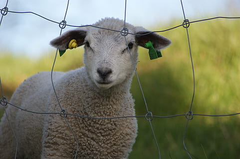 agnello, pecora, lemming, bestiame, temi animali, mammifero, animali domestici, animale, un animale, domestico, vertebrato, confine, recinto, barriera, concentrarsi sulle conoscenze acquisite, giorno, nessuno, lana, ritratto, natura, testa di animale, erbivoro, 4K, CC0, dominio pubblico, privo di copyright