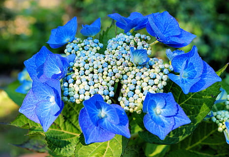 seçici, odak fotoğrafçılık, mavi, Petaled çiçekler, hydrangeas, ortanca, Çiçekler, çiçeklenme, hassas, çiçek, çiçekli bitki, kapatmak, bitki, tazelik, Güvenlik açığı, büyüme, doğada güzellik, kırılganlık, taçyaprağı, bitki bölümü, Yaprak, doğa, çiçek kafa, ön plana odaklanmak, mor, insansız, bahar, Çiçek demeti, 4K, CC0, kamu malı, telif ücretsiz