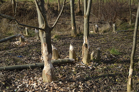 castoro, foresta di castori, alberi, terra, albero, nessuno, natura, giorno, pianta, campo, temi animali, animale, foresta, vertebrato, fauna selvatica, gruppo di animali, tronco d'albero, mammifero, tronco, animali allo stato selvatico, all'aperto, uccello, luce del sole, 4K, CC0, dominio pubblico, privo di copyright