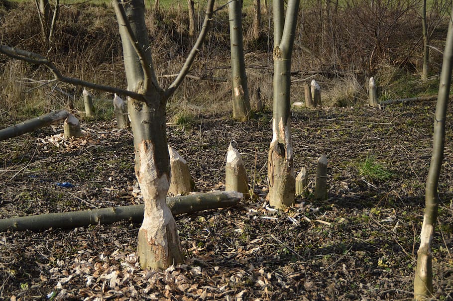 castor, bosc de castors, arbres, terra, arbre, cap gent, naturalesa, dia, planta, camp, temes d'animals, animal, bosc, vertebrats, fauna animal, grup d’animals, tronc de l'arbre, mamífer, tronc, animals a la natura, a l'aire lliure, ocell, llum solar, 4K