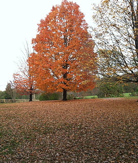 Ahornbaum, fallen, Herbstlaub, orange Ahornbaum, Orange, Blätter, Herbst, Baum, Veränderung, Pflanze, Schönheit in der Natur, Land, Feld, Natur, orange Farbe, Tag, Himmel, Ruhe, Blatt, Szenen - Natur, Wachstum, idyllisch, ruhige Szene, Pflanzenteil, keine Leute, Landschaft, draußen, Herbstkollektion, natürlicher Zustand, 1080P, CC0, gemeinfrei, lizenzfrei