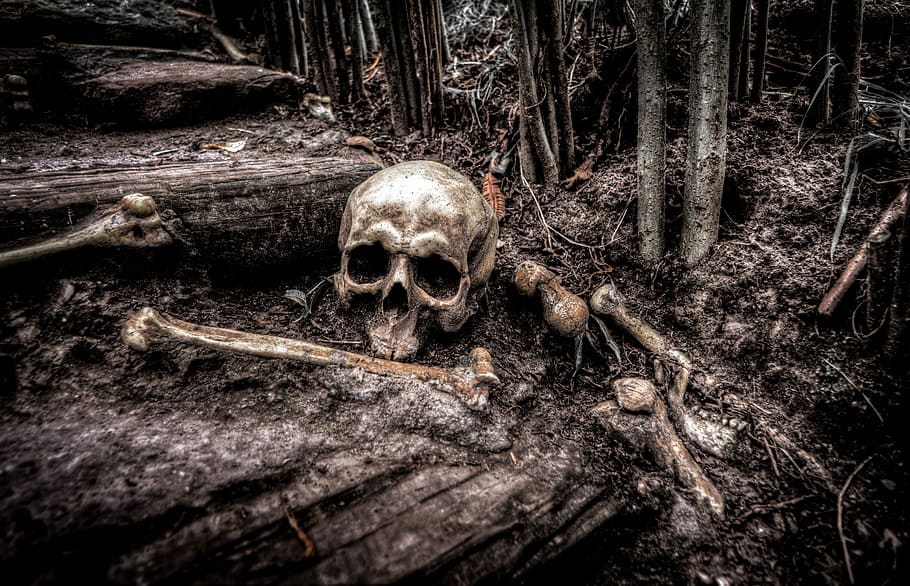 humà, crani, marró, sòl, crani i ossos, bosc, ossos, esquelet, cap, mort, signe, horror, Halloween, perill, dolent, negre, por, pirata, advertiment, vell, gòtic, horripilant, ulls, hdr, fantasmal, esquelet humà, crani humà, part del cos humà, os humà, os, arbre, terra, part del cos, sorpresa, material de fusta, gent, misteri, 5K