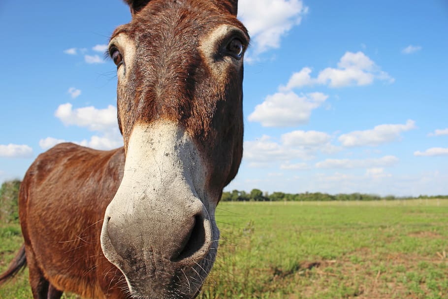 burro de pie marrón, marrón, Burro, caballo, animal, naturaleza, granja, pasto, escena rural, prado, hierba, al aire libre, mamífero, campo, agricultura, verano, ganado, cielo, un animal, temas de animales, animales domesticos, cabeza de animal, parte del cuerpo del animal, nacional, tierra, vertebrado, fauna animal, nube - cielo, mascotas, día, nadie, herbívoro, nariz de animal, boca de animal, 5K
