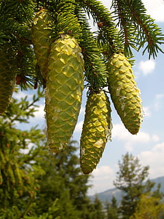 Pine Cones, Mountain, Tree, Organic, agriculture, outdoors, environment, trunk, leaves, branches, nature, woodland, forest, growth, day, no people, green color, plant, focus on foreground, beauty in nature, food and drink, close-up, food, fruit, hanging, low angle view, leaf, freshness, healthy eating, plant part, 2K, CC0, public domain, royalty free