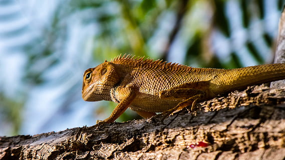 Ægle, reptil, firben, krybdyr, dyr i naturen, dyreliv, et dyr, dyre temaer, dyr, træ, hvirveldyr, afdeling, ingen mennesker, natur, fokus på forgrunden, dag, plante, bagagerum, træstamme, tæt på, sollys, sidebillede, udendørs, dyre skala, leguan, 2K, CC0, offentligt domæne, royaltyfrie