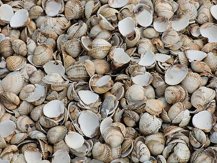 Shells, Beach, Nature, Shellfish, Sea, molluscs, pattern, large group of objects, seashell, no people, abundance, backgrounds, large group of animals, shell, full frame, animal shell, animal, animal wildlife, day, high angle view, seafood, textured, variation, still life, food and drink, food, close-up, outdoors, 4K, CC0, public domain, royalty free