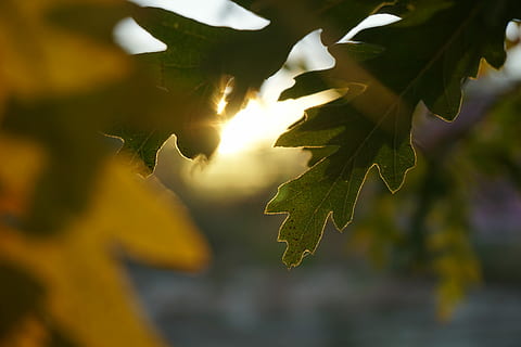 primer, dia, tardor, primer pla, foto, verd, full, llum solar, arbre, posta de sol, sol, estiu, part de la planta, planta, naturalesa, creixement, centrar-se en primer pla, bellesa a la natura, cap gent, a l'aire lliure, color verd, groc, branca, fulla d'auró, enfocament selectiu, fulles, canvi, lluminositat, 5K, CC0, domini públic, lliure de regalies