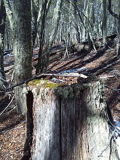 arbres, caigut, muntanya, hivern, neu, arbre, planta, tronc de l'arbre, tronc, bosc, terra, naturalesa, creixement, tranquil·litat, cap gent, dia, bellesa a la natura, material de fusta, textura, a l'aire lliure, escena tranquil·la, escena no urbana, escorça, aspre, 1080P, CC0, domini públic, lliure de regalies