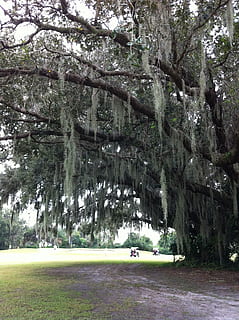 willow tree, willow, tree, park, florida, golf course, nature, green, outdoors, plant, growth, day, grass, land, beauty in nature, incidental people, field, park - man made space, green color, landscape, branch, transportation, sport, environment, real people, 2K, CC0, public domain, royalty free