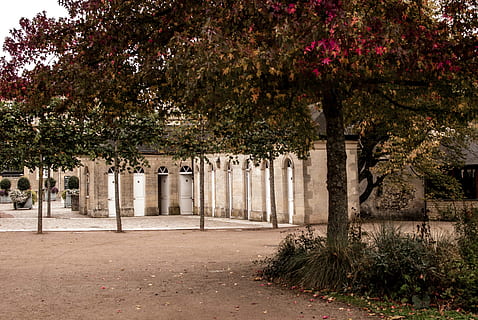 outono, árvore, folha, cores, urbano, panorama, paisagem de outono, folhas de outono, cores de outono, folha de árvore, cores caem, plantar, natureza, crescimento, arquitetura, ninguém, dia, planta com flores, flor, ao ar livre, beleza na natureza, coluna arquitetônica, luz solar, Treelined, história, o passado, sepultura, ausência, cidade, 2K, CC0, domínio público, royalty free