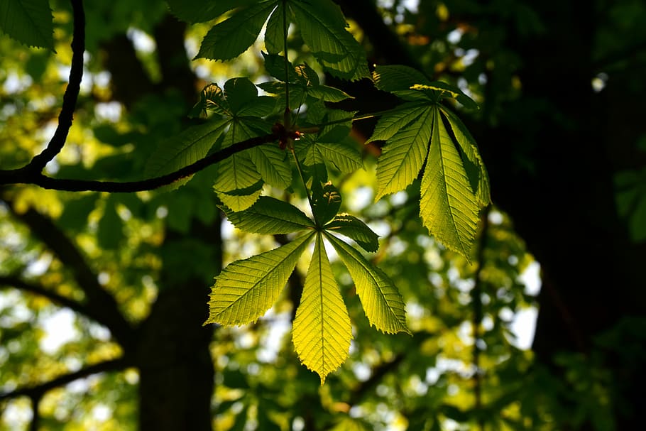 Blatt, Pflanze, Baum, Kastanienbaum, Ast, Stamm, Licht und Schatten, Natur, Grün, zärtlich, jung, Neu, Erwachen, Kastanie, Gegenlicht, Struktur, Frühling, Umgebung, Wachstum, schließen, Park, frisch, Wald, hell, grüne Farbe, Pflanzenteil, Fokus auf den Vordergrund, Schönheit in der Natur, Nahansicht, keine Leute, Tag, draußen, Frische, Ruhe, Gelb, selektiver Fokus, Sonnenlicht, Lebensmittel, Blätter, 5K