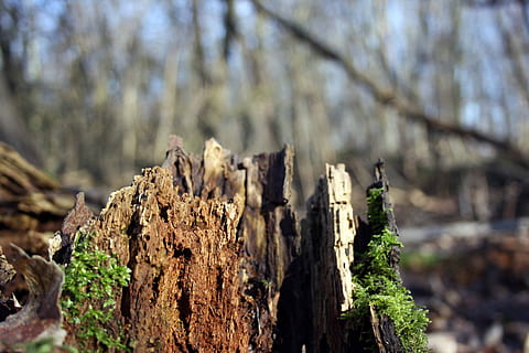 rot, tre rotte, trerot, gammel, natur, mose, anlegg, tre, tre - materiale, fokusere på forgrunnen, trestamme, stamme, ingen folk, vekst, land, dag, strukturert, skog, bark, nærbilde, utendørs, ujevn, ro, tre stubbe, gren, død plante, lichen, naturlig tilstand, 4K, CC0, offentlig domene, opphavsrett gratis
